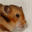 steffis-hamster.over-blog.de