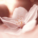 sakuragitakahisa.com