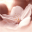 sakuragitakahisa.com