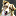 sandiegodogtrainers.org
