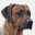 rhodesian-ridgeback-forum.org