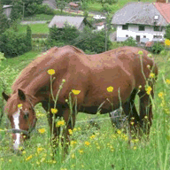 fleischdielte.de.tl