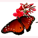 butterflies-honiton.co.uk