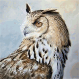 immaculateperception.com