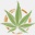 marijuanalife.com