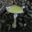 mycobotaniqueugine.over-blog.com