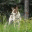 ratraceratterriers.wordpress.com