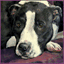 petsinpaint.net