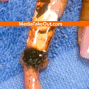 2ladiesandapenis.tumblr.com