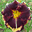 simpsondaylily.net