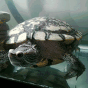 inspiredturtle.com