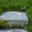 mossisawesome.wordpress.com