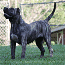 dierenkliniekdewarande.com