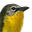 windowtowildlife.com