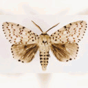 gypsy-moth.tumblr.com