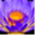 thinamorumuthu.com