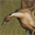 thousandacrefarm.com