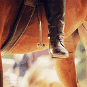 equestrian-confessionss.tumblr.com