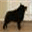 schipperke.org