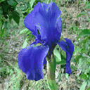 iris-albertville.over-blog.com