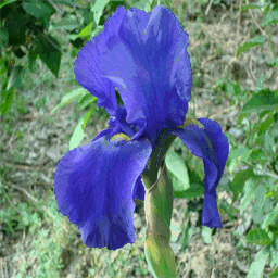 iris-albertville.over-blog.com